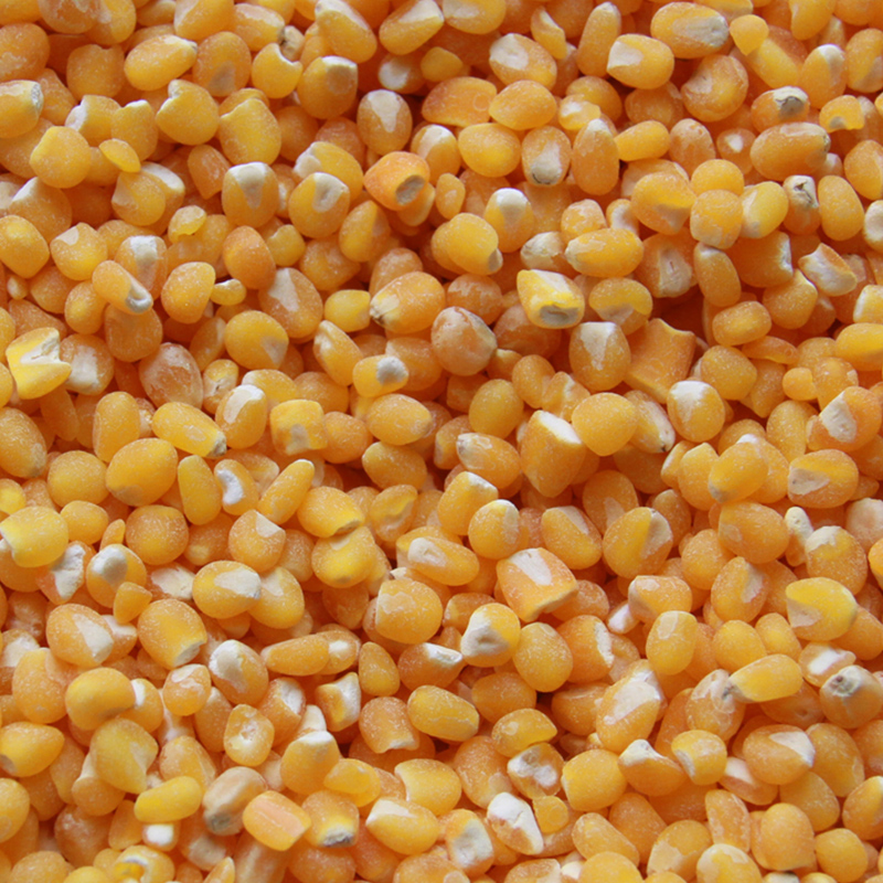 Corn grits grinding machine  yellow corn for animal feed